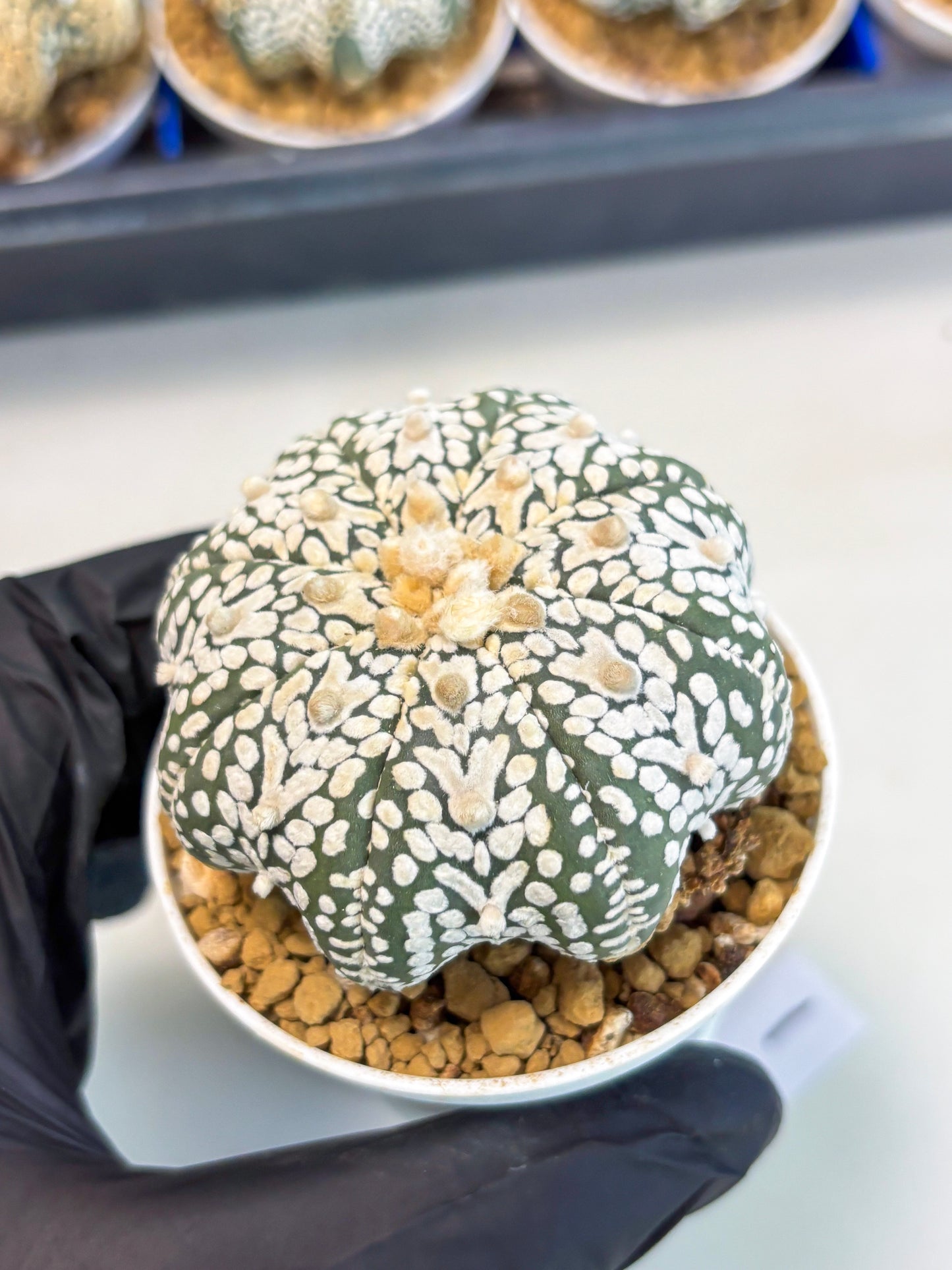 Astrophytum Star Shape (at3) (r1) | Rare Cactus