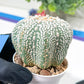 Astrophytum Super Kabuto (#T6B) | Nevada Botanical Shop | 3" Pot