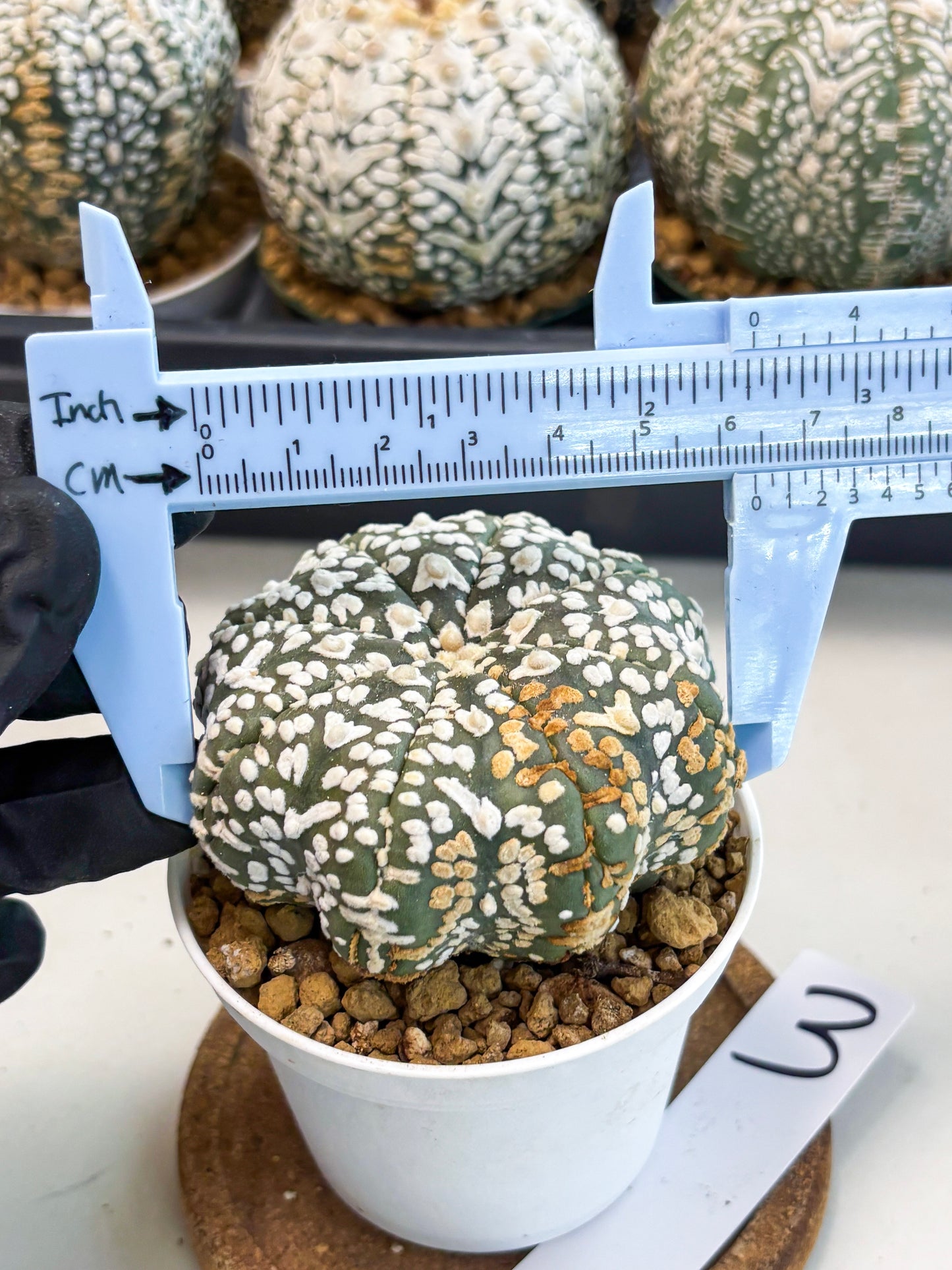 Astrophytum V-Type (at6) (r3) | Rare Star Cactus
