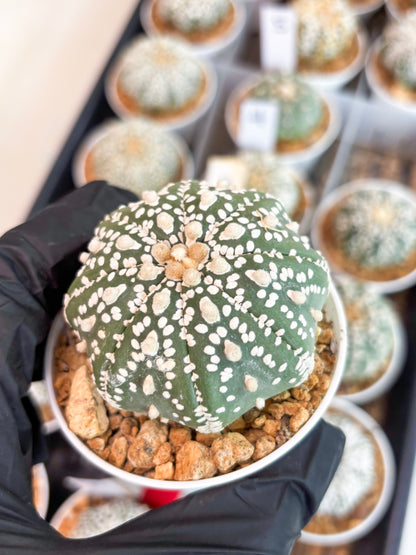 Astrophytum Super Kabuto (t12) (g1) | 3" Pot