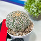 Astrophytum V-Type (#T1A) | Imported From Japan/korea | 3" Pot