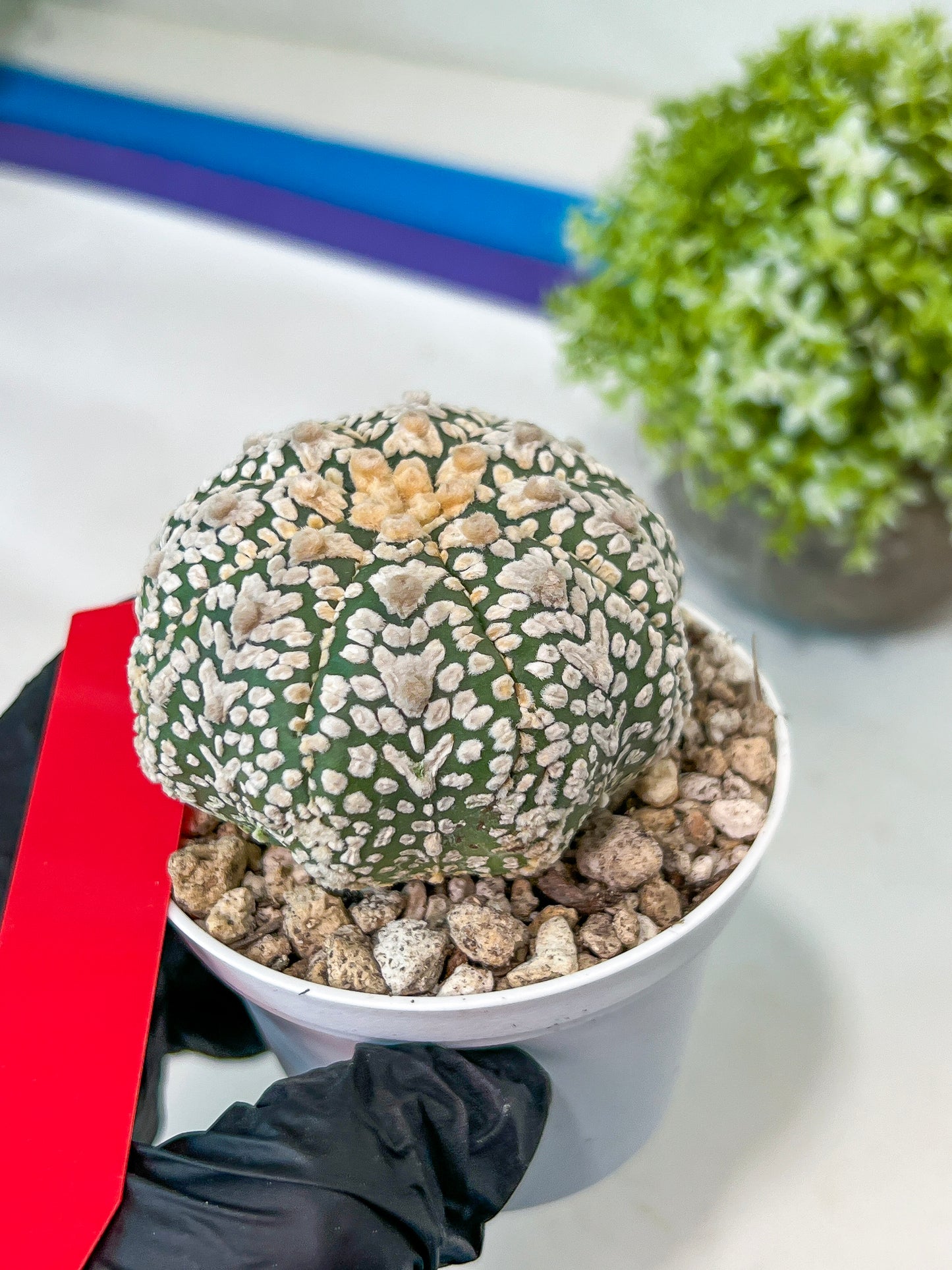 Astrophytum V-Type (#T1A) | Imported From Japan/korea | 3" Pot