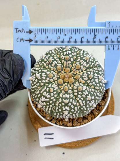 Astrophytum Super Kabuto (at1) (11) | Collection Plant | Rare Cactus