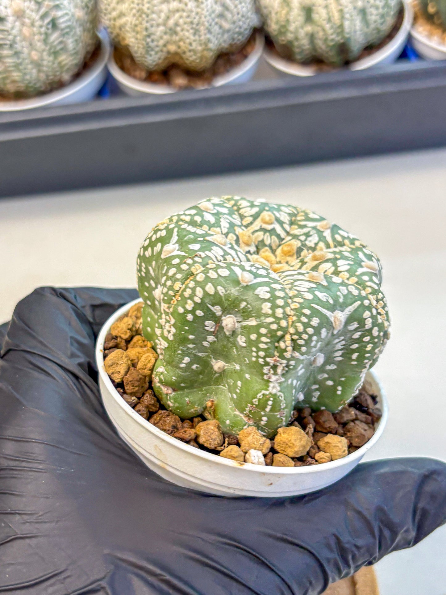 Astrophytum V Type (at4) (11) | Star Cactus
