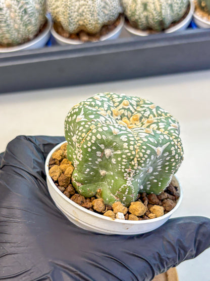 Astrophytum V Type (at4) (11) | Star Cactus