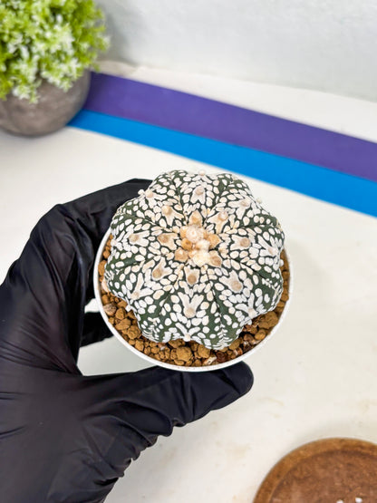 Astrophytum Star Shape (at3) (r1) | Rare Cactus