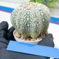 Astrophytum Super Kabuto (#T6B) | Nevada Botanical Shop | 3" Pot