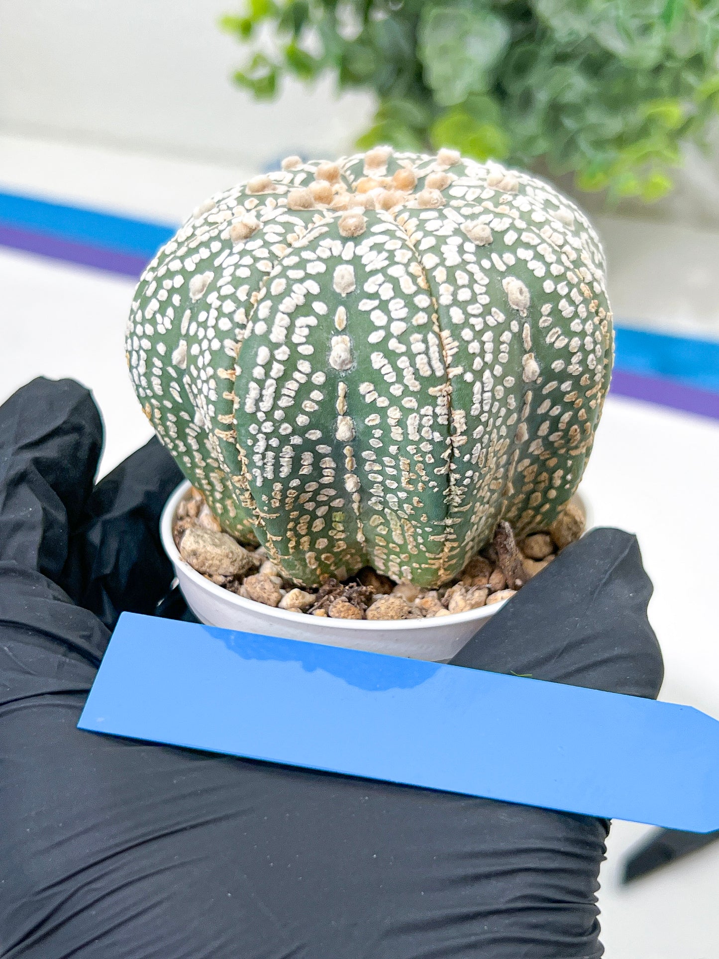 Astrophytum Super Kabuto (#T6B) | Nevada Botanical Shop | 3" Pot