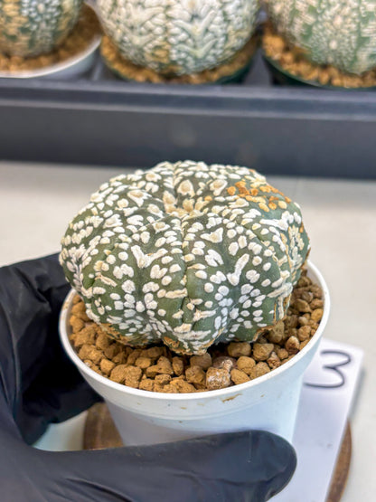 Astrophytum V-Type (at6) (r3) | Rare Star Cactus