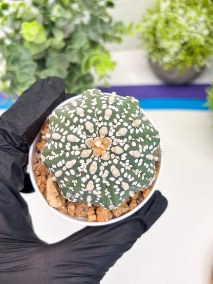 Astrophytum Super Kabuto (t12) (g1) | 3" Pot