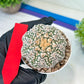 Astrophytum V-Type (#T1A) | Imported From Japan/korea | 3" Pot