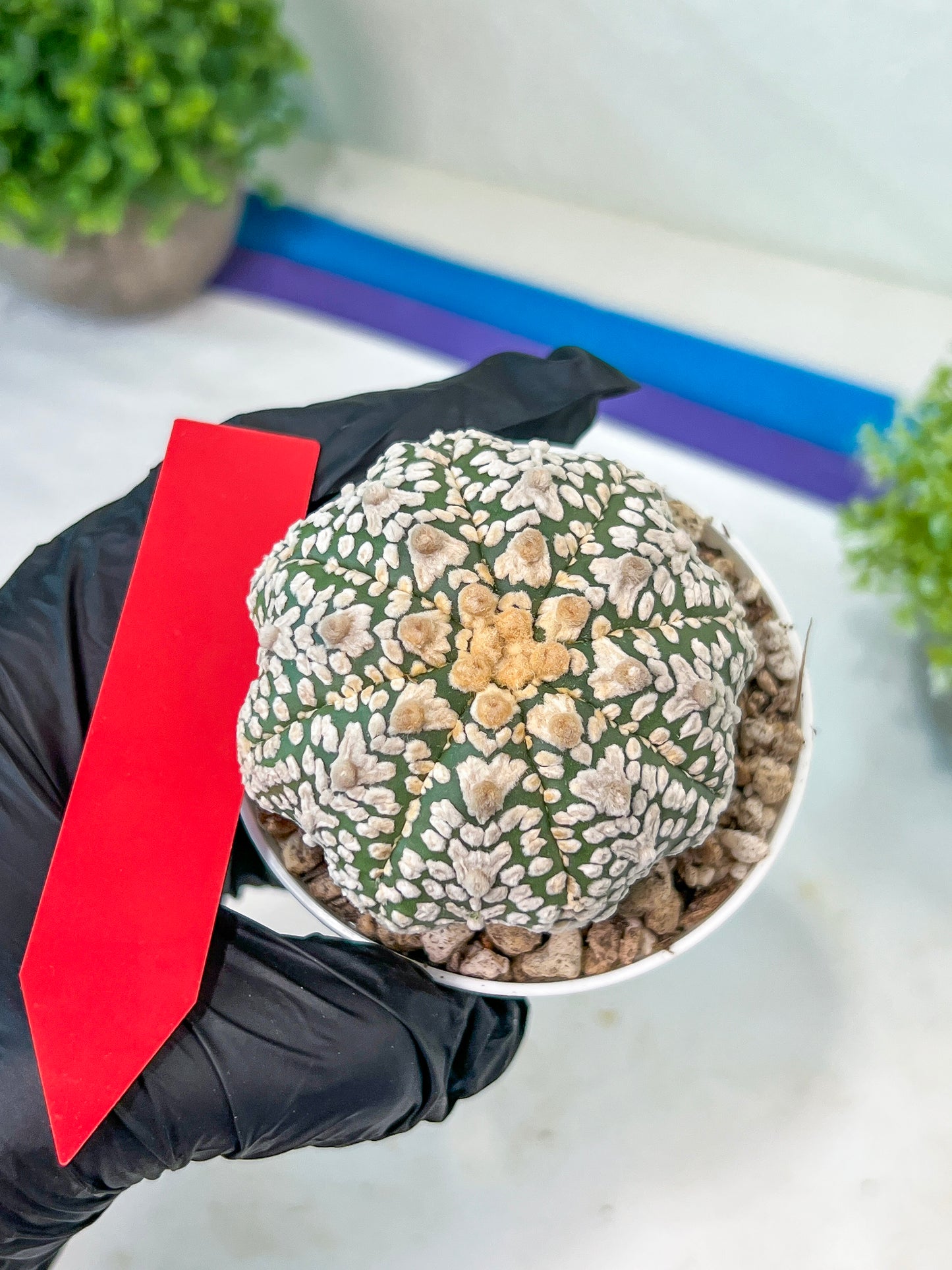 Astrophytum V-Type (#T1A) | Imported From Japan/korea | 3" Pot