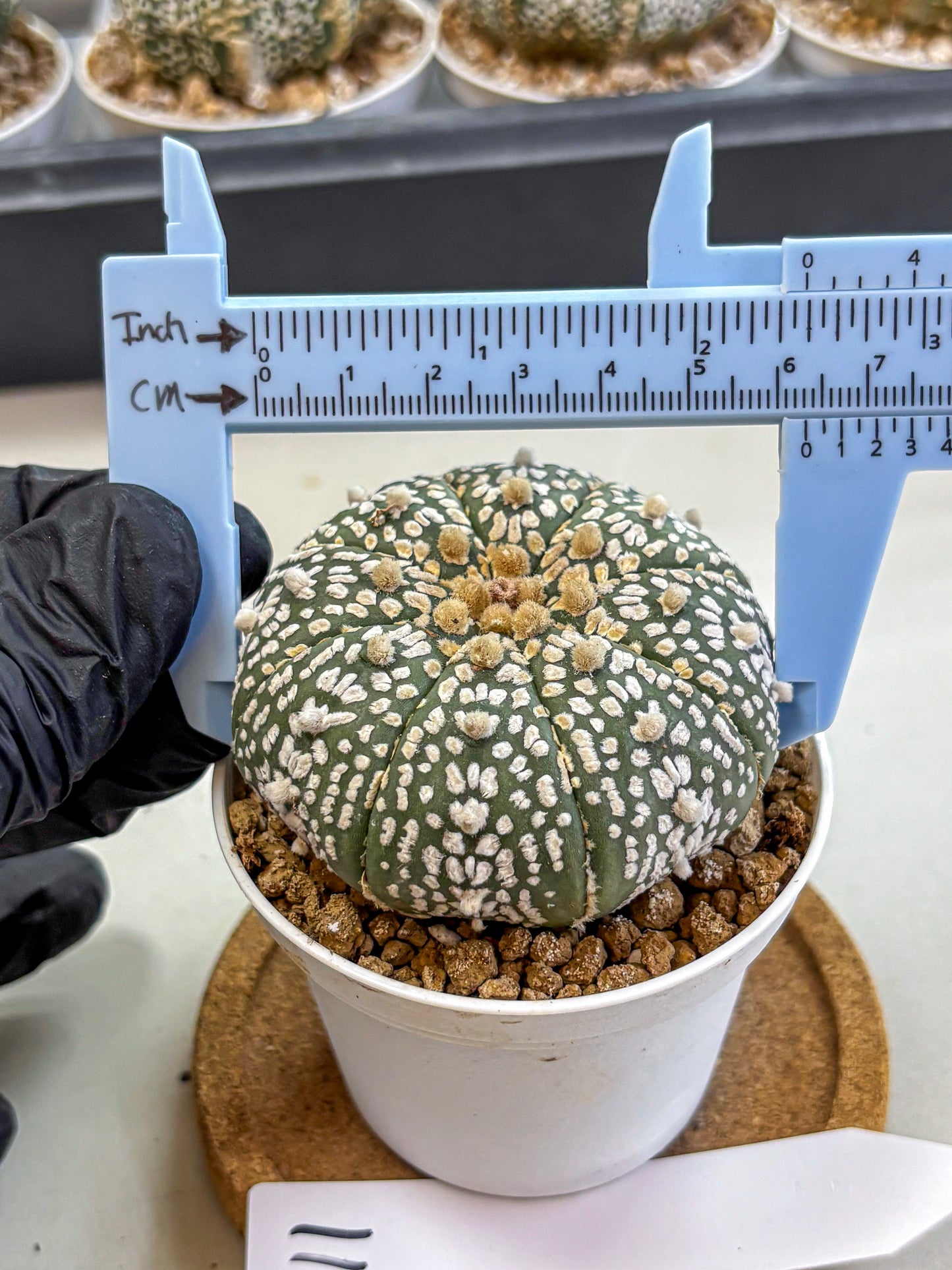 Astrophytum Super Kabuto (at1) (11) | Collection Plant | Rare Cactus