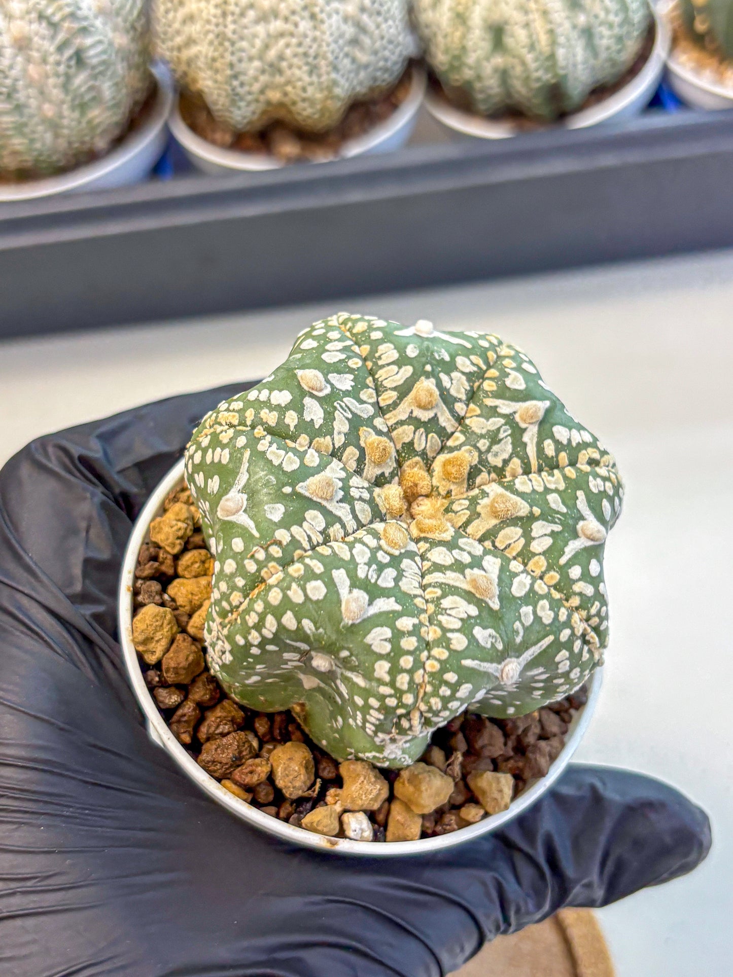 Astrophytum V Type (at4) (11) | Star Cactus