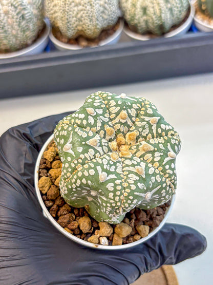 Astrophytum V Type (at4) (11) | Star Cactus
