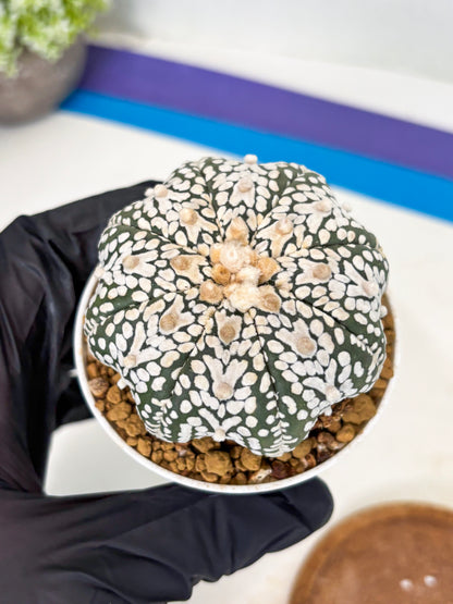 Astrophytum Star Shape (at3) (r1) | Rare Cactus