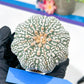 Astrophytum Super Kabuto (#T6B) | Nevada Botanical Shop | 3" Pot