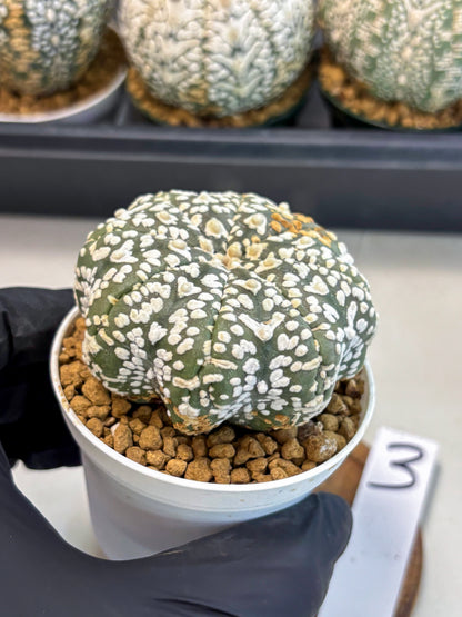 Astrophytum V-Type (at6) (r3) | Rare Star Cactus
