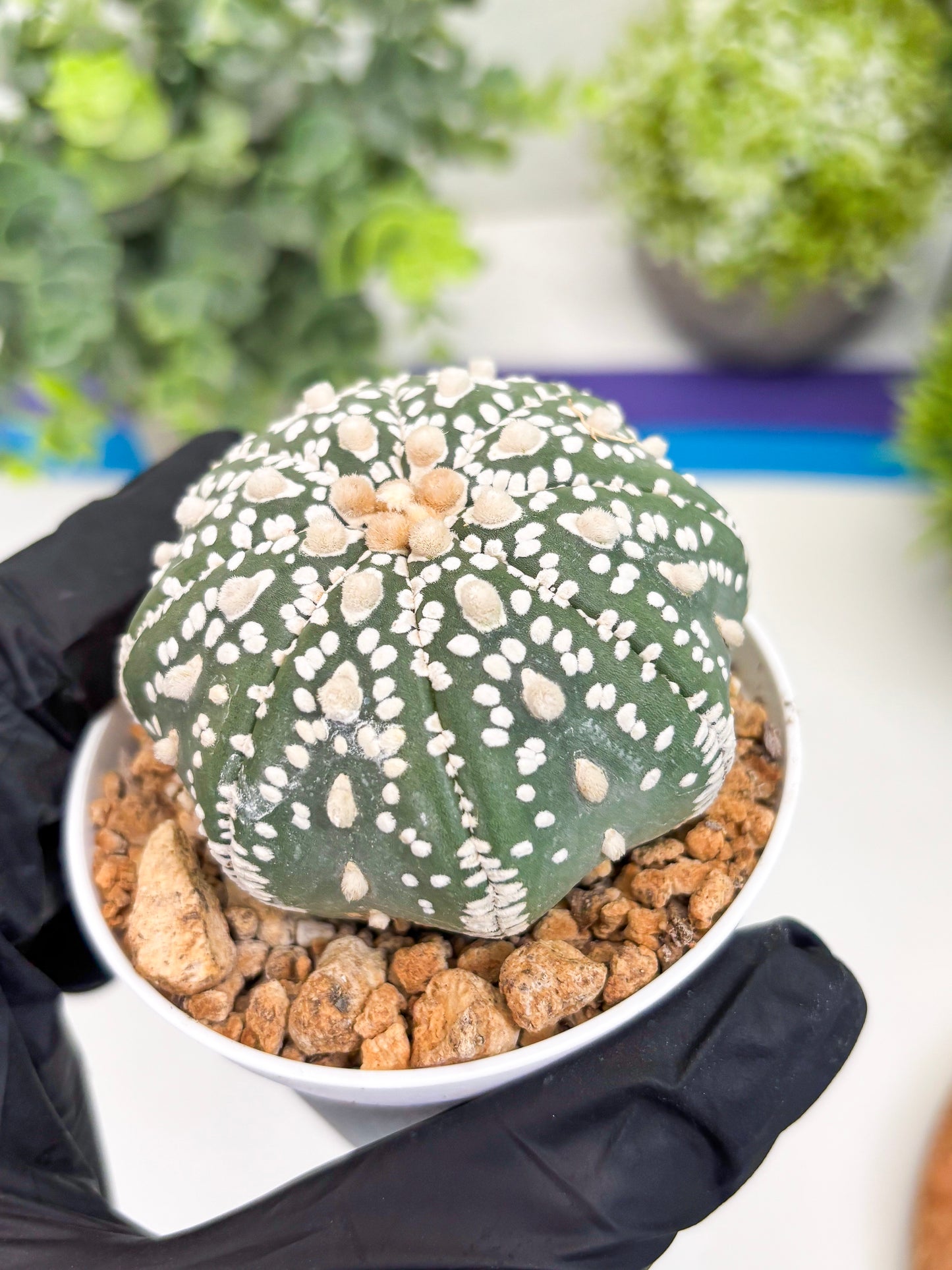 Astrophytum Super Kabuto (t12) (g1) | 3" Pot