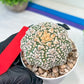 Astrophytum V-Type (#T1A) | Imported From Japan/korea | 3" Pot