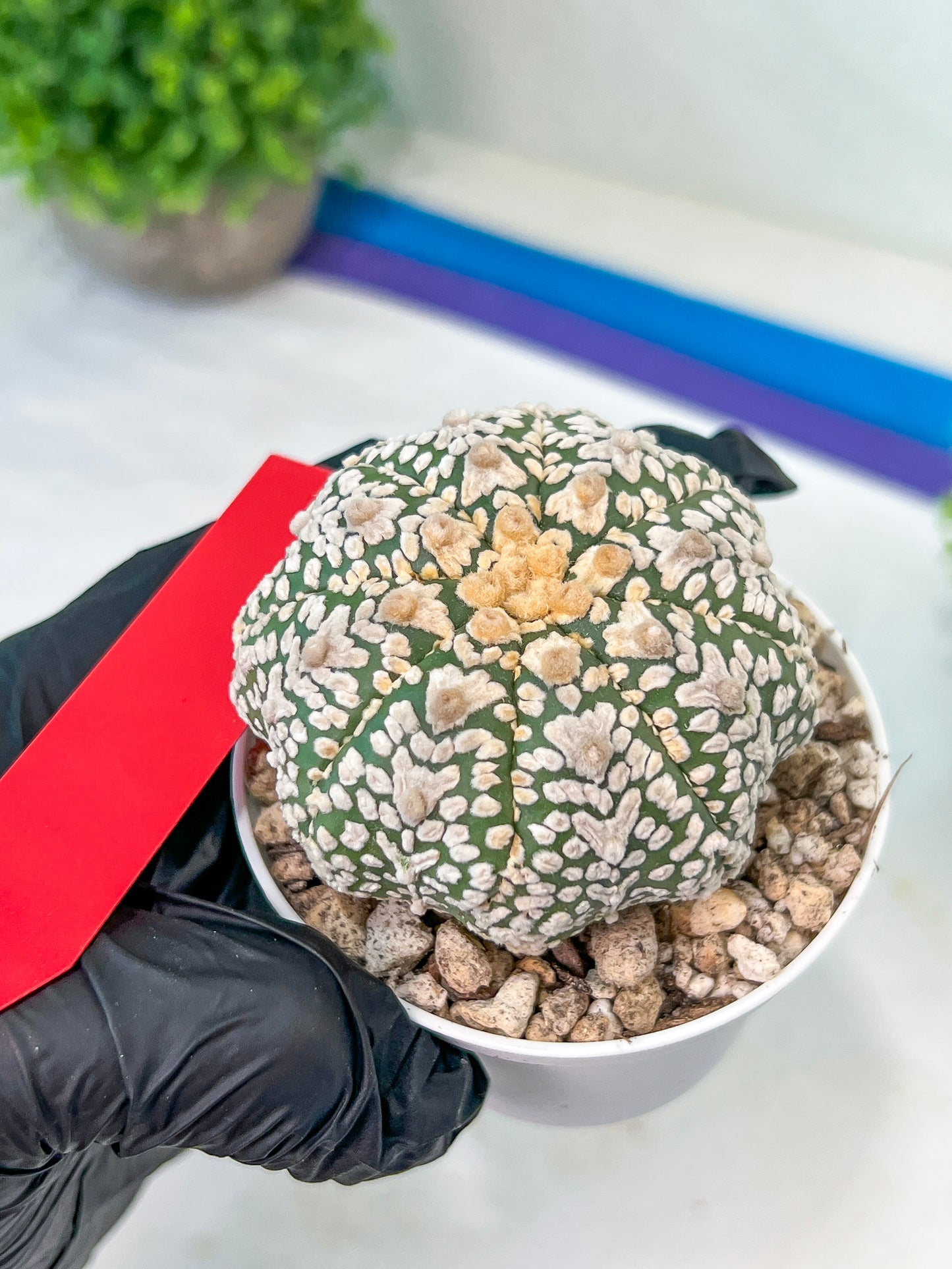 Astrophytum V-Type (#T1A) | Imported From Japan/korea | 3" Pot