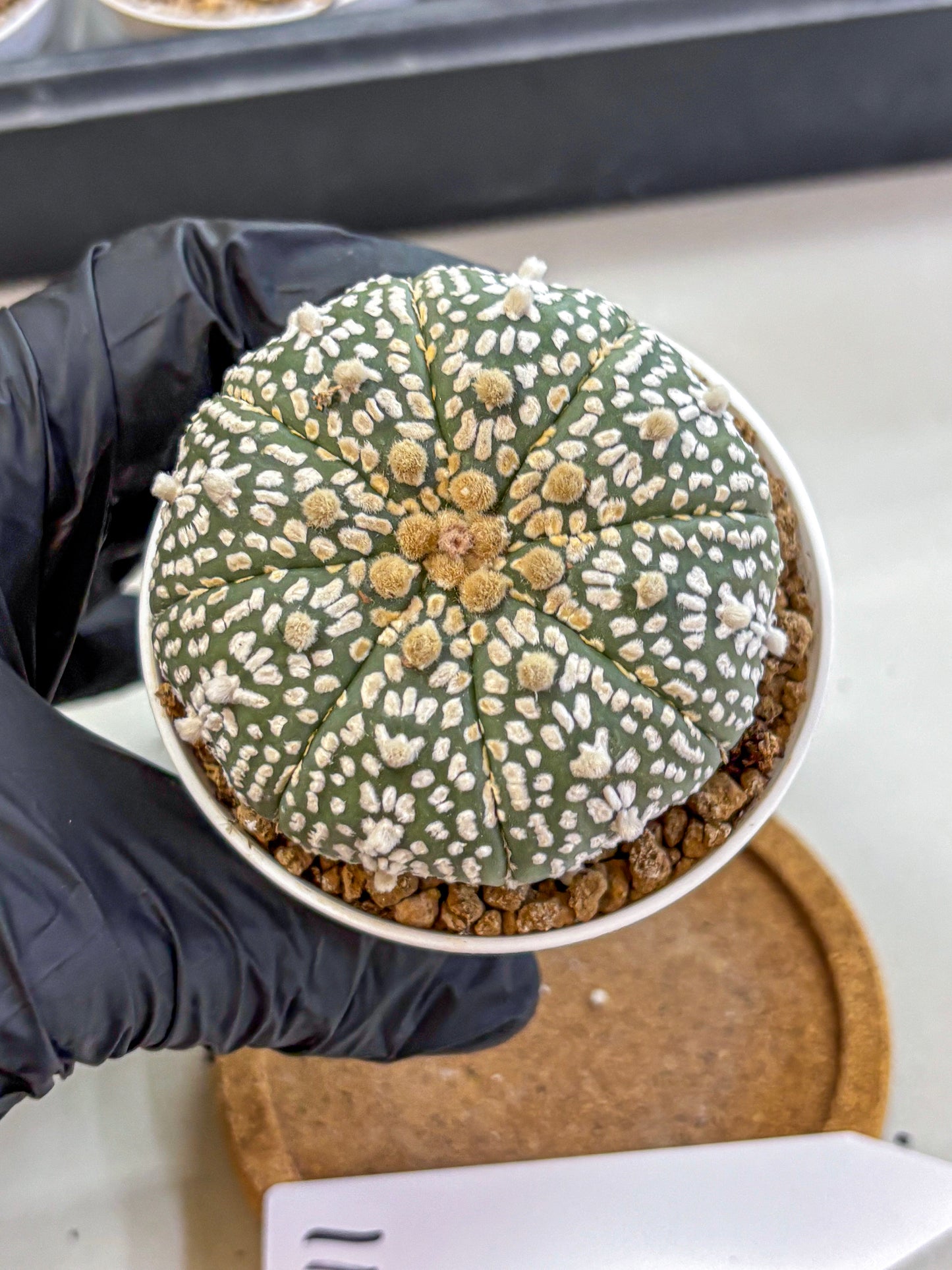 Astrophytum Super Kabuto (at1) (11) | Collection Plant | Rare Cactus