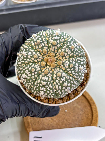 Astrophytum Super Kabuto (at1) (11) | Collection Plant | Rare Cactus