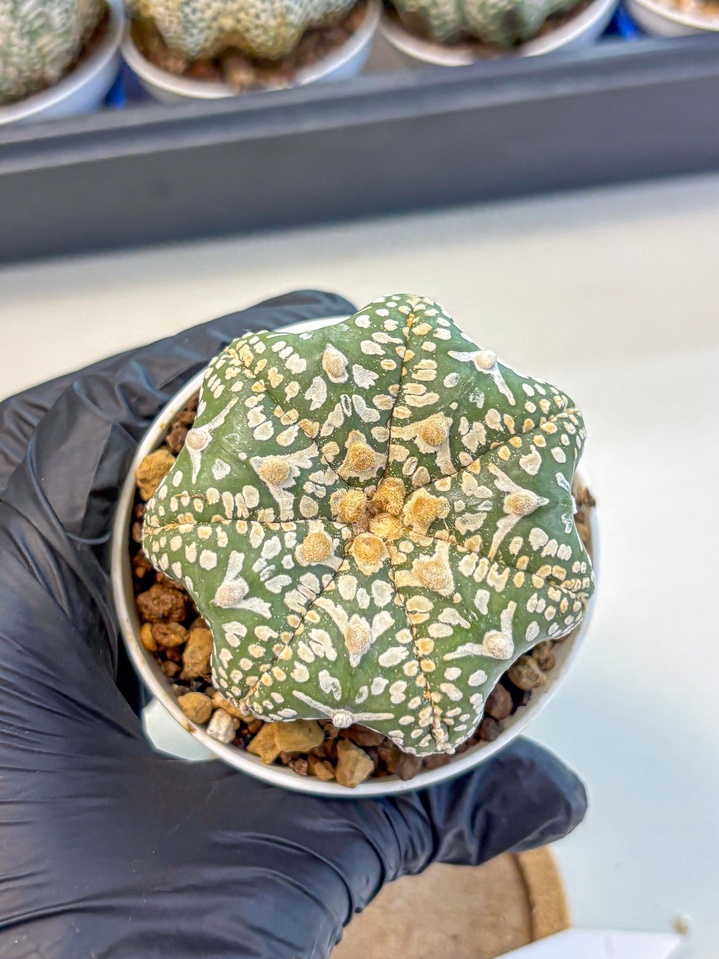 Astrophytum V Type (at4) (11) | Star Cactus