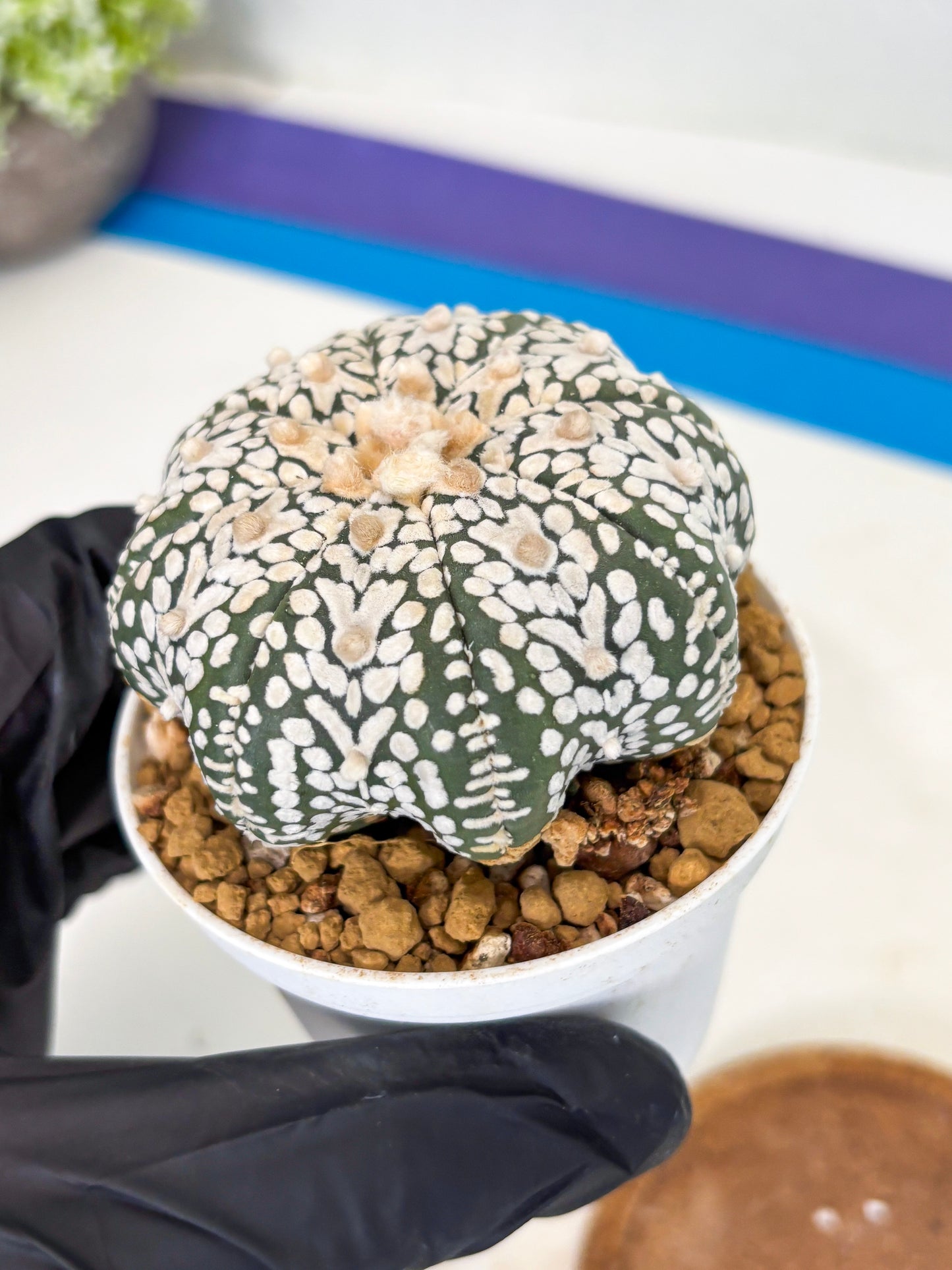 Astrophytum Star Shape (at3) (r1) | Rare Cactus