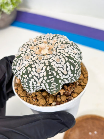 Astrophytum Star Shape (at3) (r1) | Rare Cactus