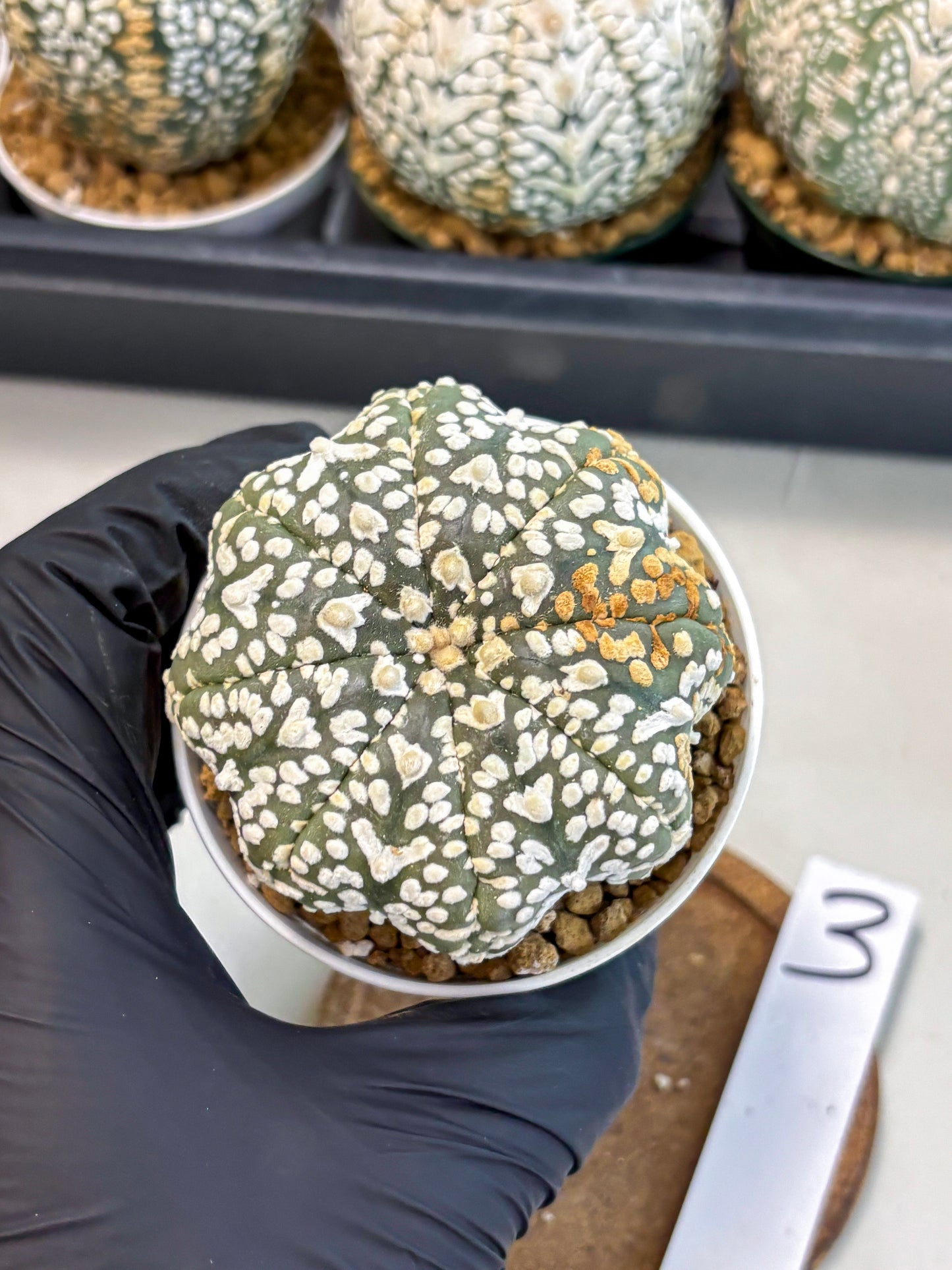 Astrophytum V-Type (at6) (r3) | Rare Star Cactus