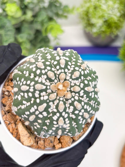Astrophytum Super Kabuto (t12) (g1) | 3" Pot