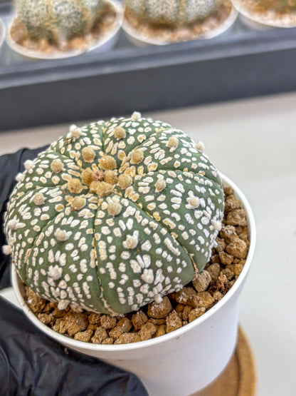 Astrophytum Super Kabuto (at1) (11) | Collection Plant | Rare Cactus