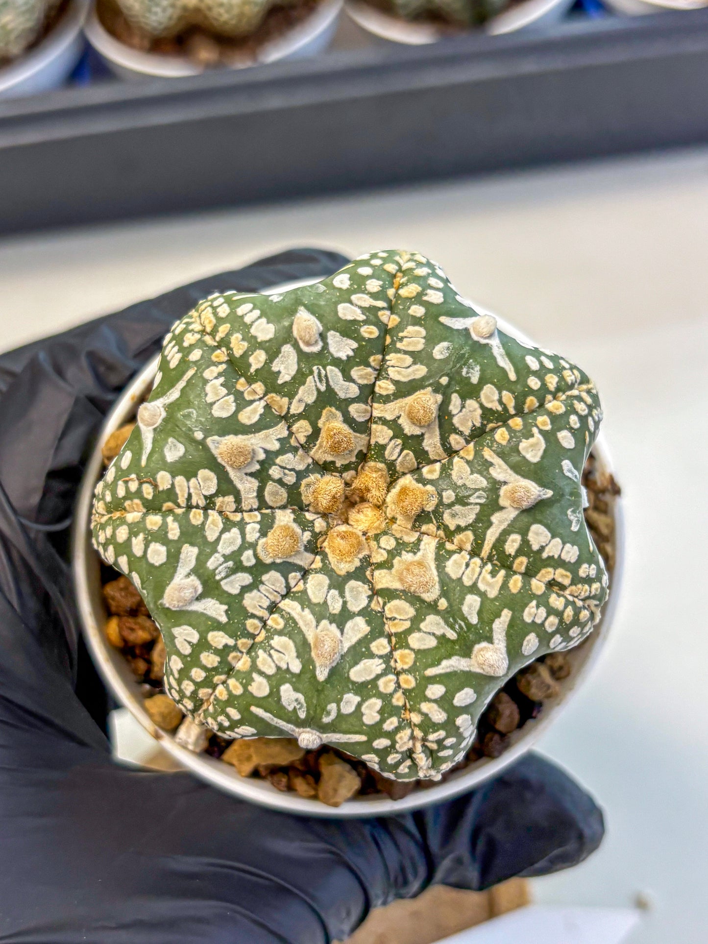 Astrophytum V Type (at4) (11) | Star Cactus