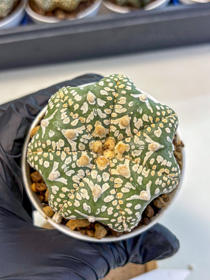 Astrophytum V Type (at4) (11) | Star Cactus