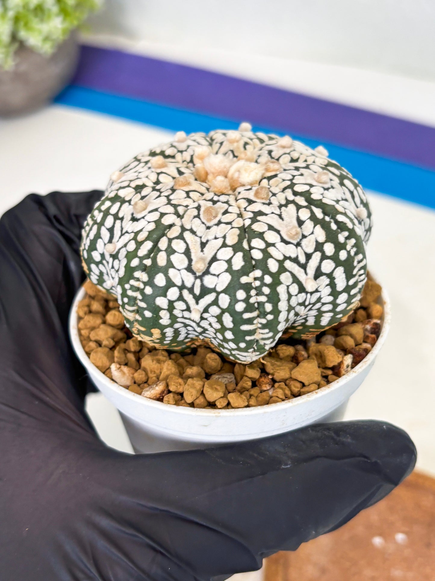 Astrophytum Star Shape (at3) (r1) | Rare Cactus