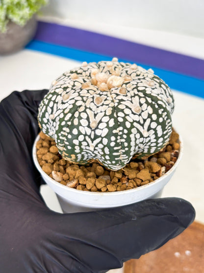 Astrophytum Star Shape (at3) (r1) | Rare Cactus