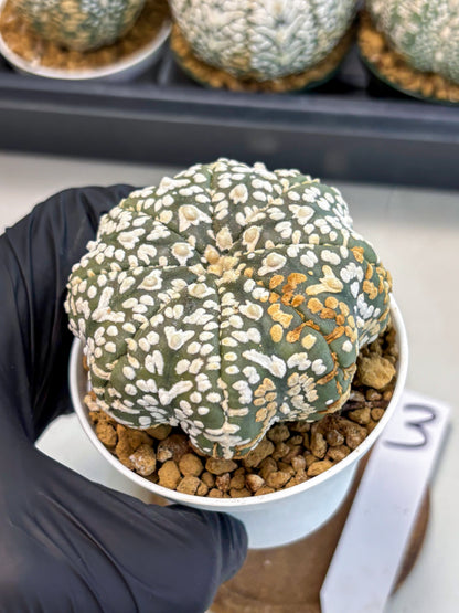 Astrophytum V-Type (at6) (r3) | Rare Star Cactus