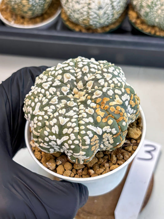 Astrophytum V-Type (at6) (r3) | Rare Star Cactus