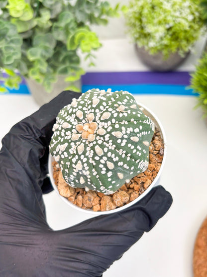 Astrophytum Super Kabuto (t12) (g1) | 3" Pot