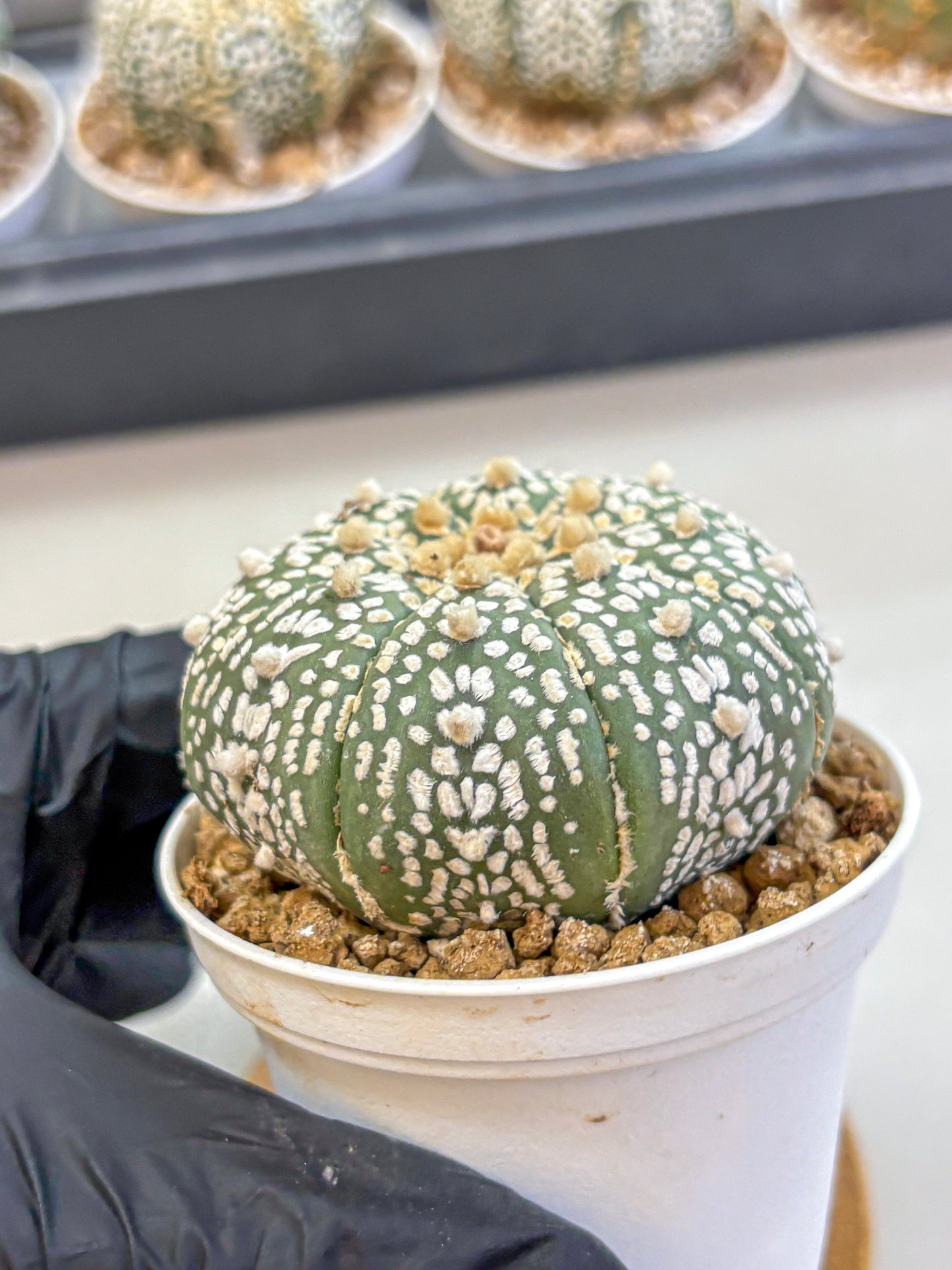 Astrophytum Super Kabuto (at1) (11) | Collection Plant | Rare Cactus