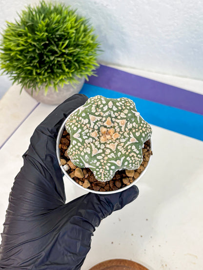 Astrophytum V Type (at4) (11) | Star Cactus