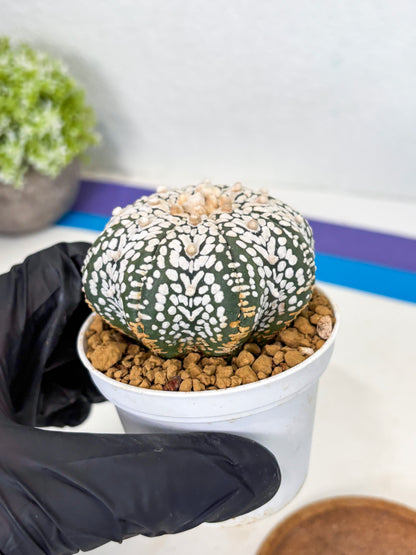 Astrophytum Star Shape (at3) (r1) | Rare Cactus