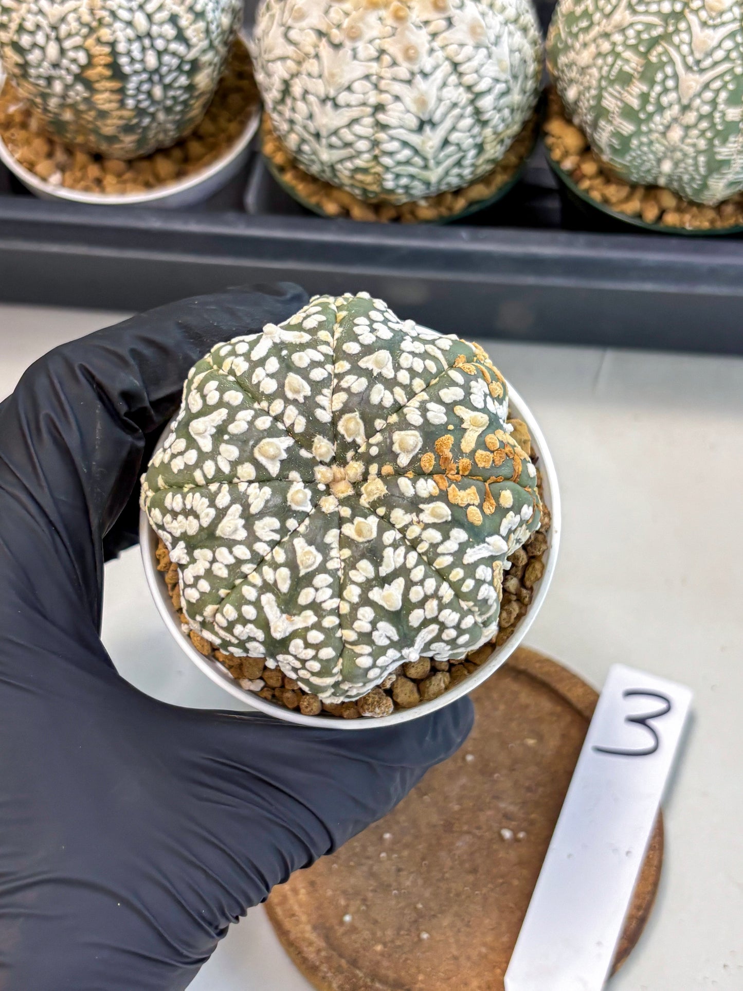 Astrophytum V-Type (at6) (r3) | Rare Star Cactus