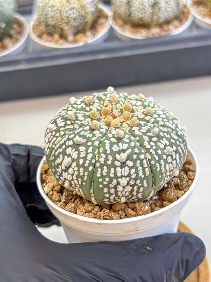 Astrophytum Super Kabuto (at1) (11) | Collection Plant | Rare Cactus
