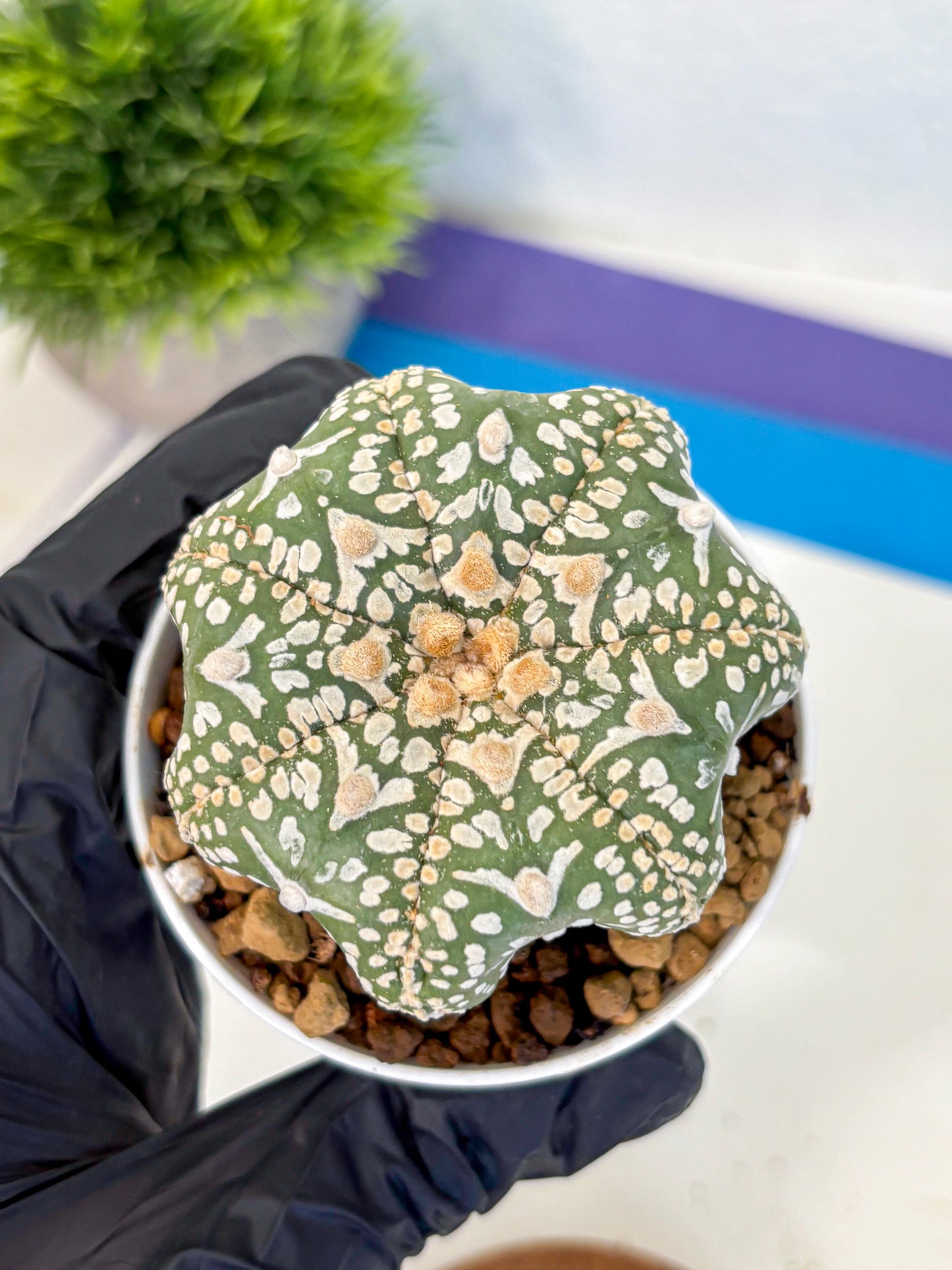 Astrophytum V Type (at4) (11) | Star Cactus
