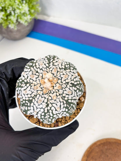 Astrophytum Star Shape (at3) (r1) | Rare Cactus