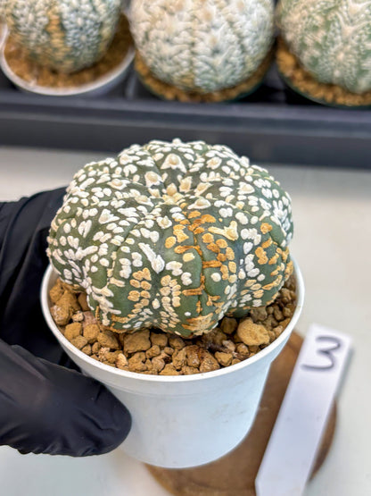 Astrophytum V-Type (at6) (r3) | Rare Star Cactus