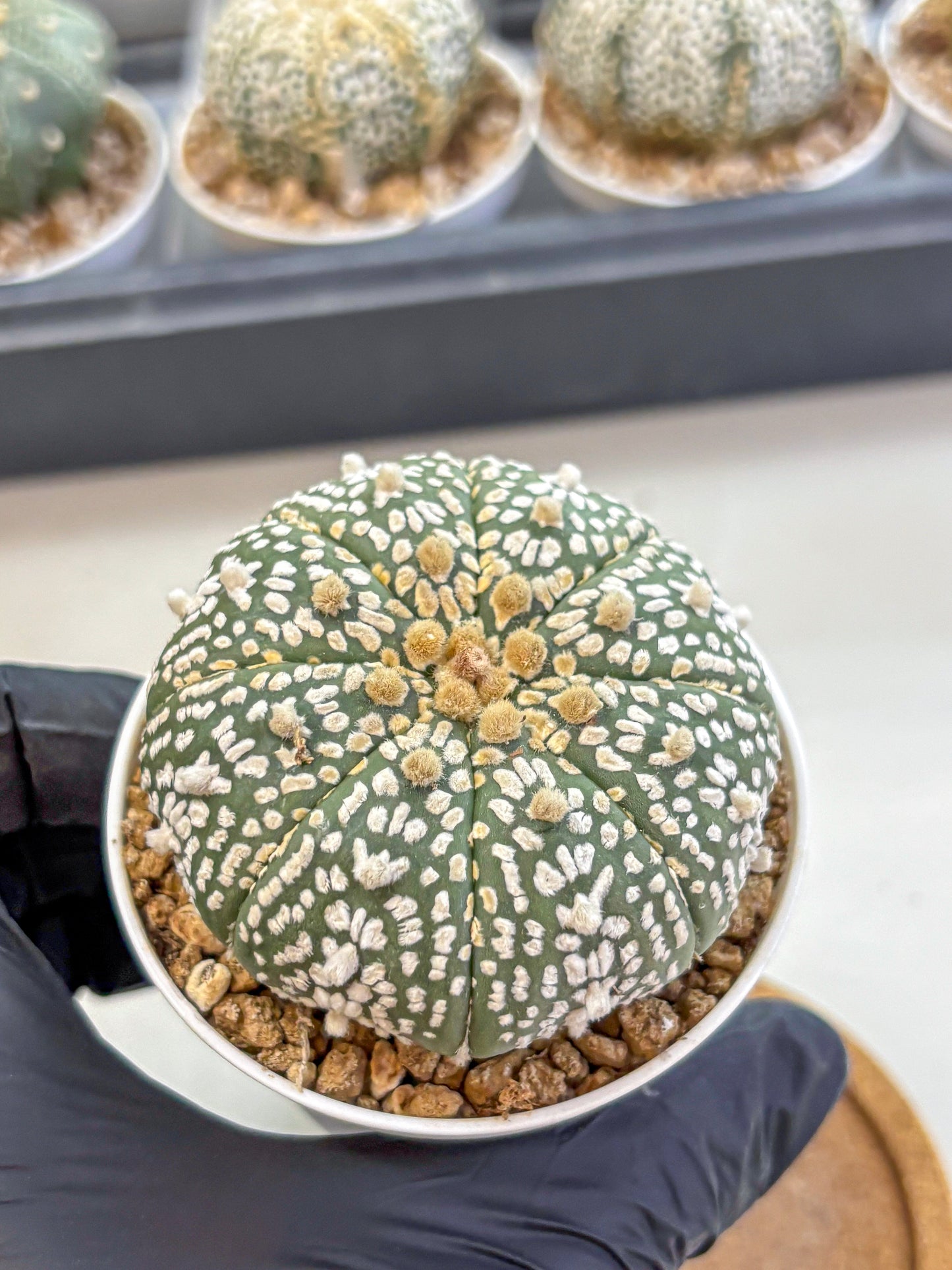 Astrophytum Super Kabuto (at1) (11) | Collection Plant | Rare Cactus