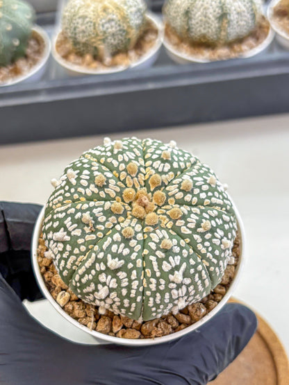 Astrophytum Super Kabuto (at1) (11) | Collection Plant | Rare Cactus
